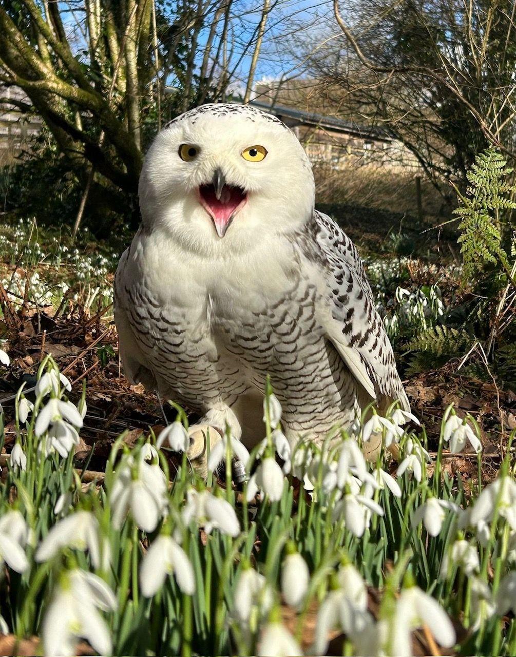 James 'Tuxford' Bond